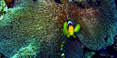 Радуга риф (Rainbow reef)